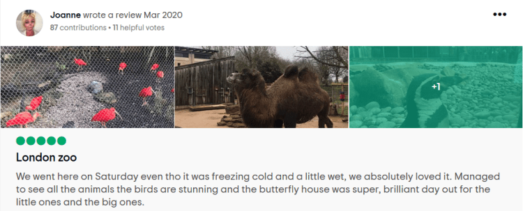 Joanne Review London Zoo